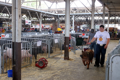 Iowa State Fair Swine Barn 