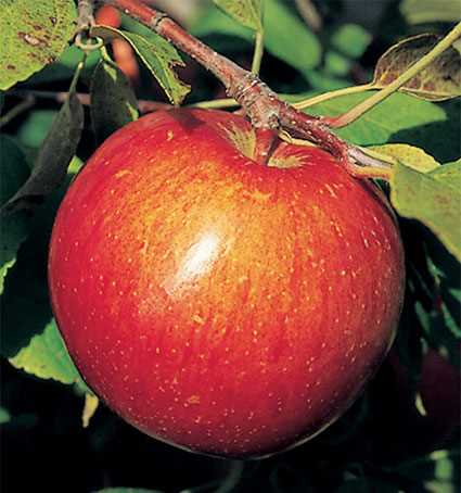 Haralson apple photo from Jung Seed 